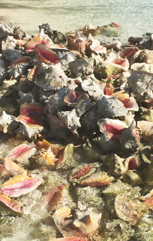 Conch Shells on the beach, Caribbean