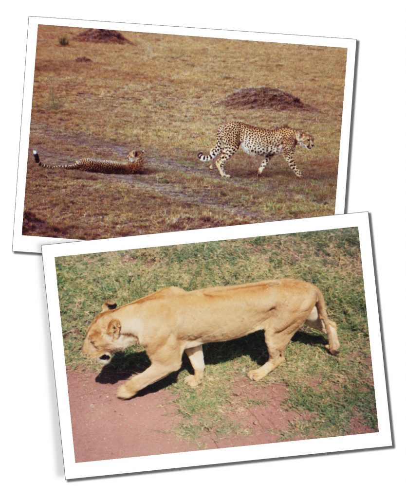 Cheetos & lion, Serengeti National Park, Tanzania