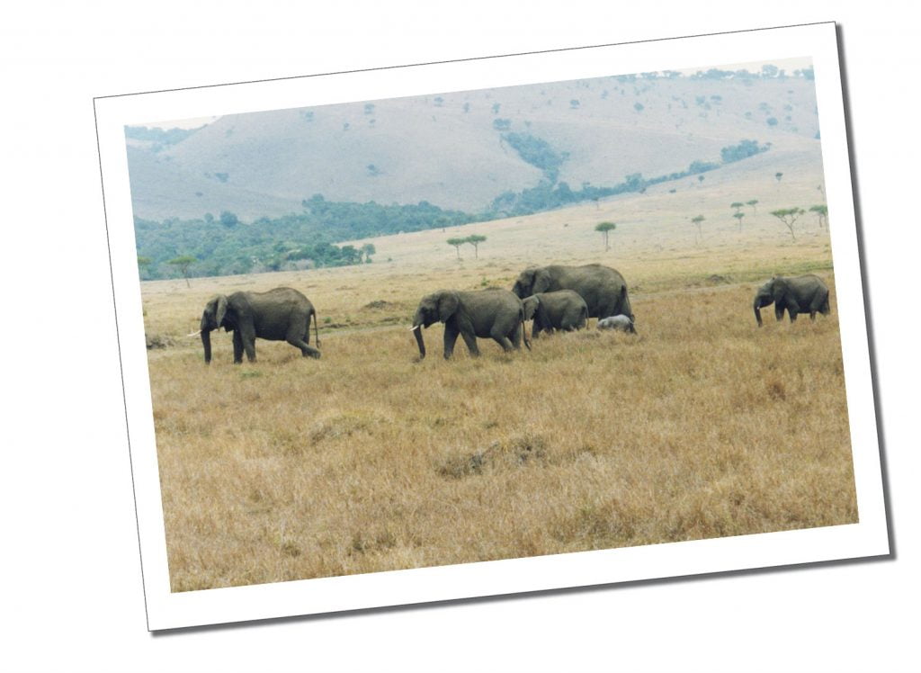 Herd of Elephants, Tanzania, Africa
