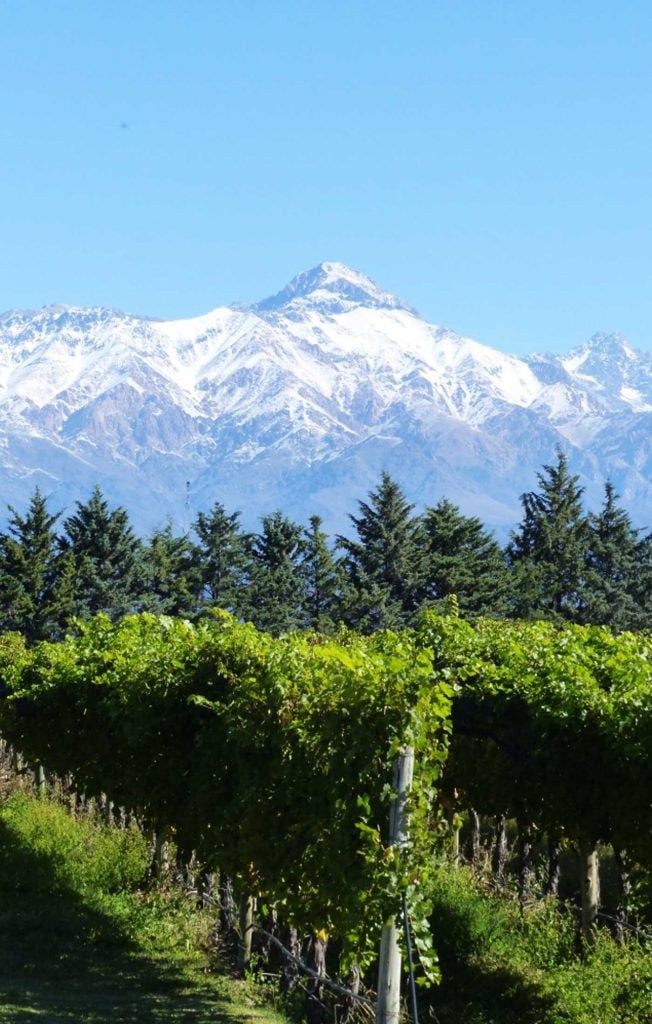 The beautiful views from the green vineyards of Andeluna, Mendoza, Argentina, overlooked by stunning snow capped peaks. A First Timer's Guide to Argentina