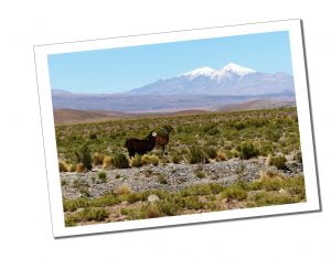 2 brown Llamas, survey the deserted plains of Bolivia