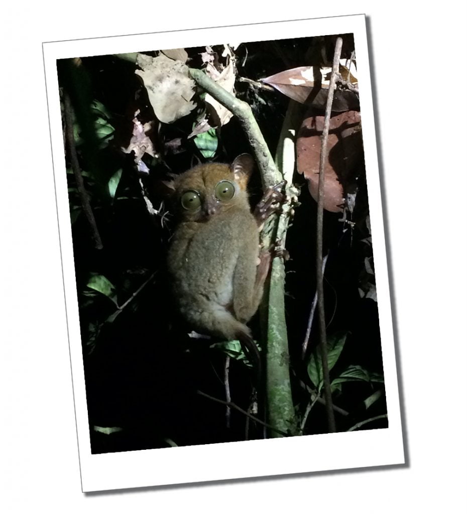 Tarsier, Danum Valley, Borneo