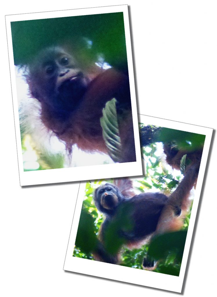 Orang Utans, Danum Valley, Borneo jungle