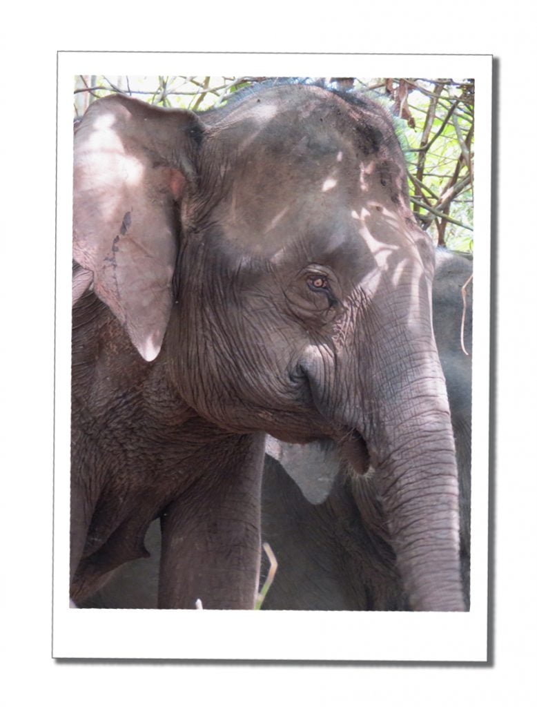 Pygmy Elephant, Kinabatangan River, Borneo jungle