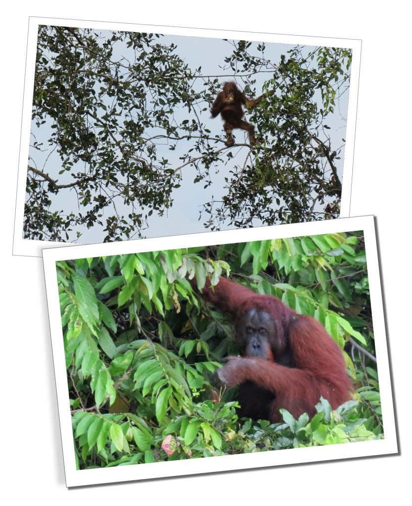Orang Utans, Kinabatangan jungle, Borneo.