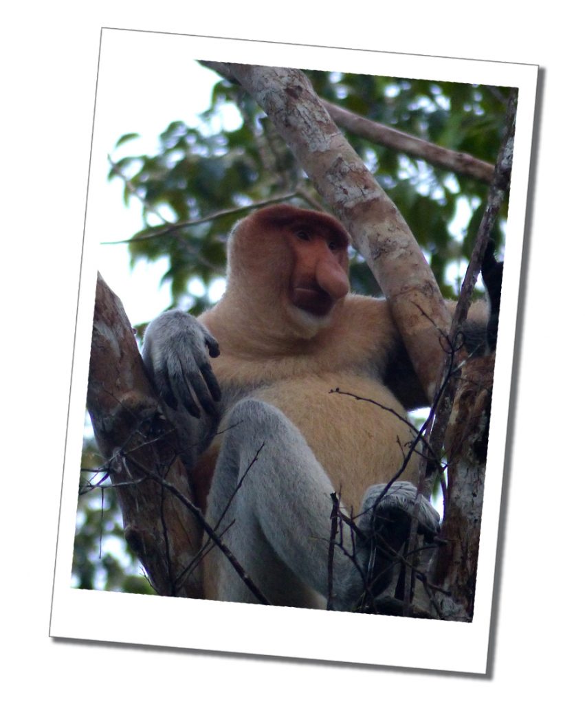 Probosckis Monkey, Borneo