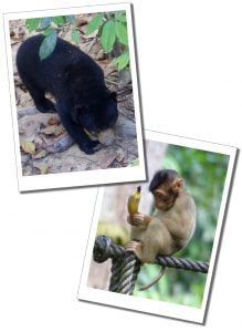 Sun bear and a macaques Monkey at Sepilok Sanctuary, In Borneo