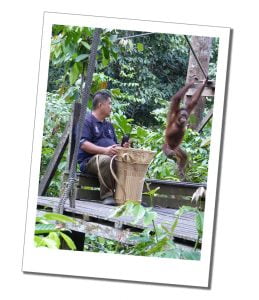 3 Amazing Ways To See Orangutans In Borneo. A young Orang-utan swings on a rope at Sepilok Sanctuary, In Borneo