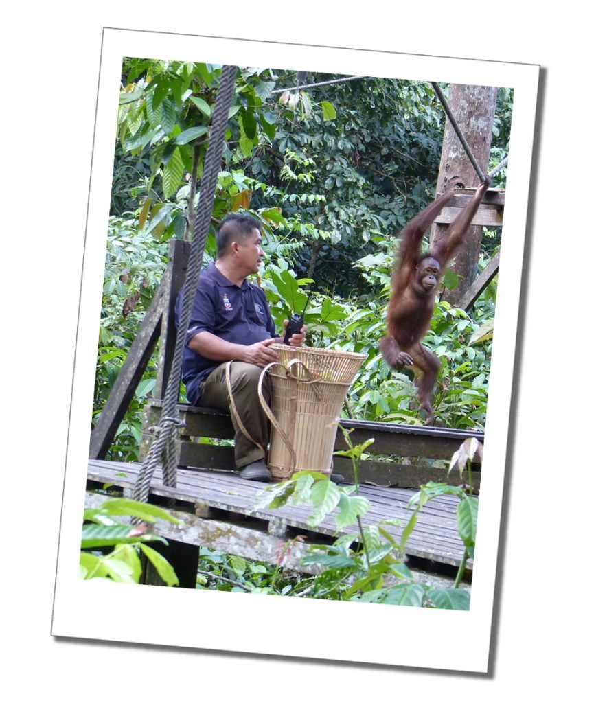 Orang Utan, Sepilok Orang Utan Rehabilitation Centre, Borneo.