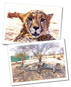 Cheetahs, Naankuse Wildlife Sanctuary, Namibia