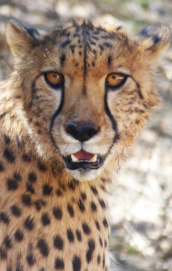 A close up of beautiful Cheetah's face, N/a'ankuse, Namibia, Africa. Volunteering in a Wildlife Sanctuary in Namibia week 2