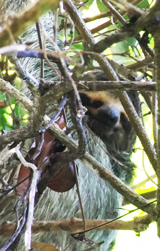 The 'smiling' face of a Sloth can just be made out through the branches of a tree, Costa Rica