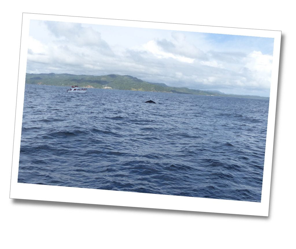 Whale Watching, Dominican Republic