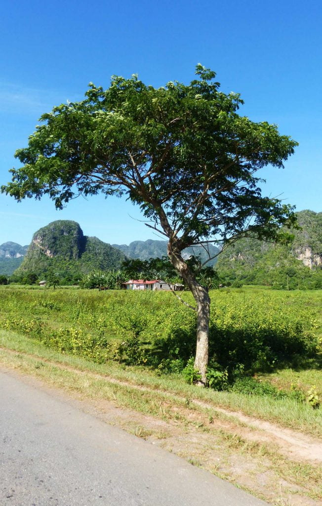 A lone tree provides a little shade by the side of the road with a small red roofed cottage in the distance dwarfed by a craggy rock