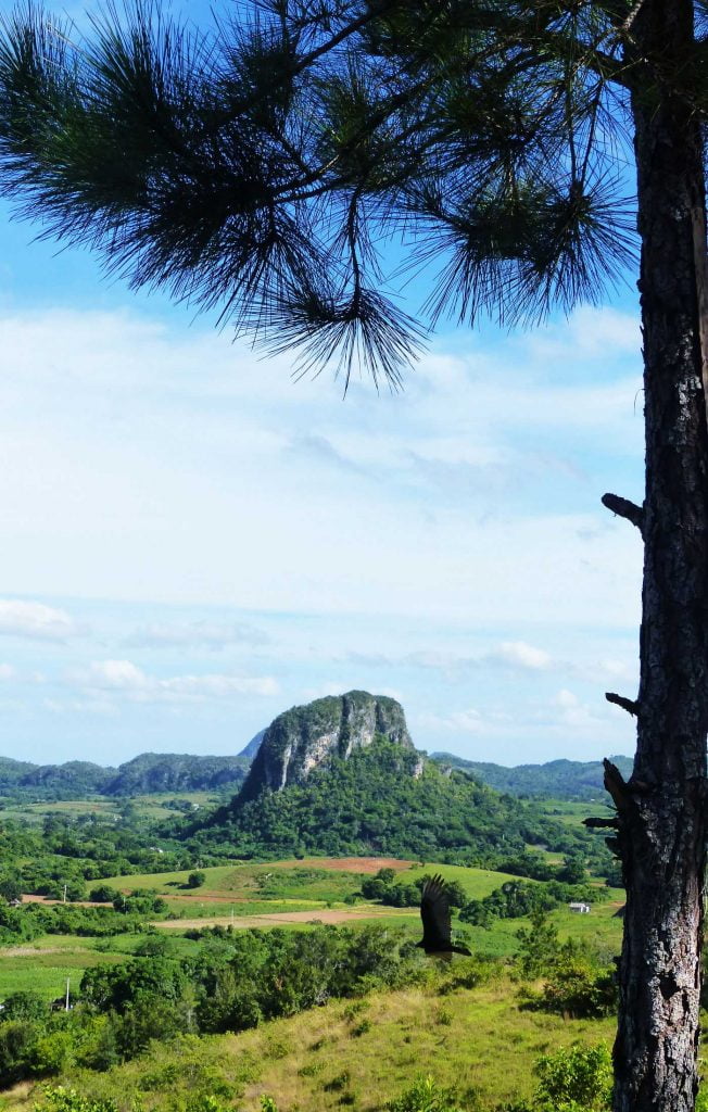 A view over Vinales terrain from the shade of a pine tree