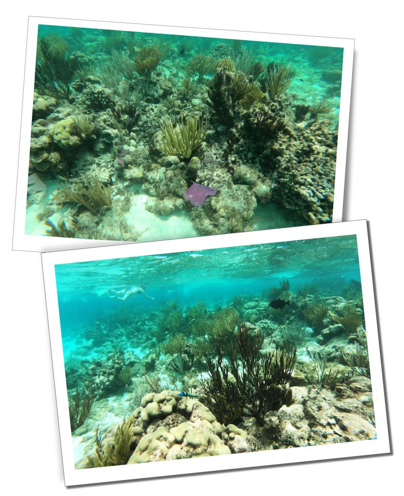Fish and Coral beds, Grand Cayman