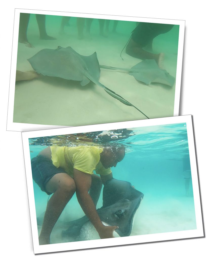 Sting Rays at Sting Ray City
