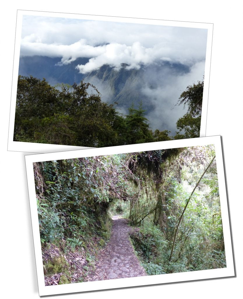 The Trail through the trees, Inca Trail