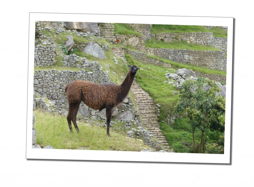 A Brown Llama stands looking at the camera, Machu Picchu, Peru