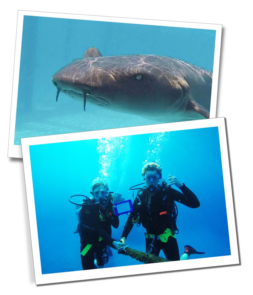 An underwater photo of a shark and SueWherewhywhat & friend Scuba diving