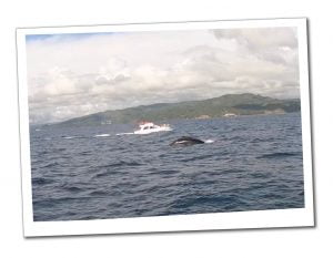 A picture of a whale surfacing in the sea on an overcast day in Costa Rica, watched by a white boat of tourists