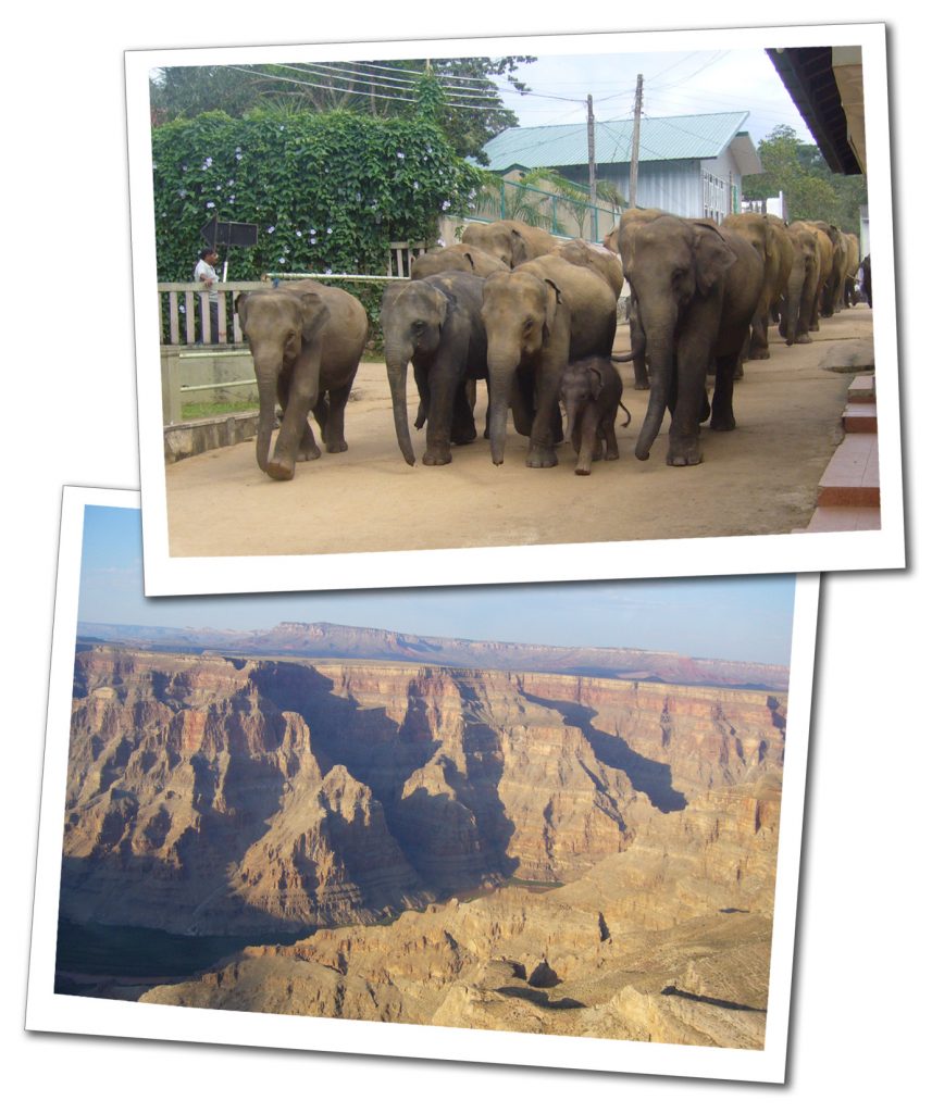 Elephants marching in a street in Indonesia and Grand Canyon from above
