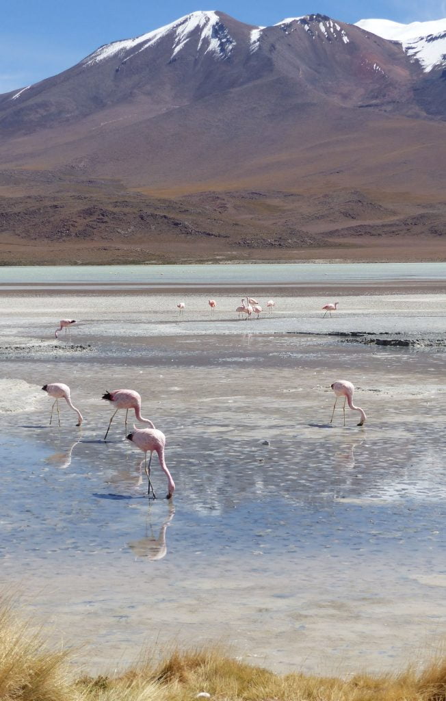 Pink Flamingoes grazing in the water at Laguna Hedionda, Bolivia