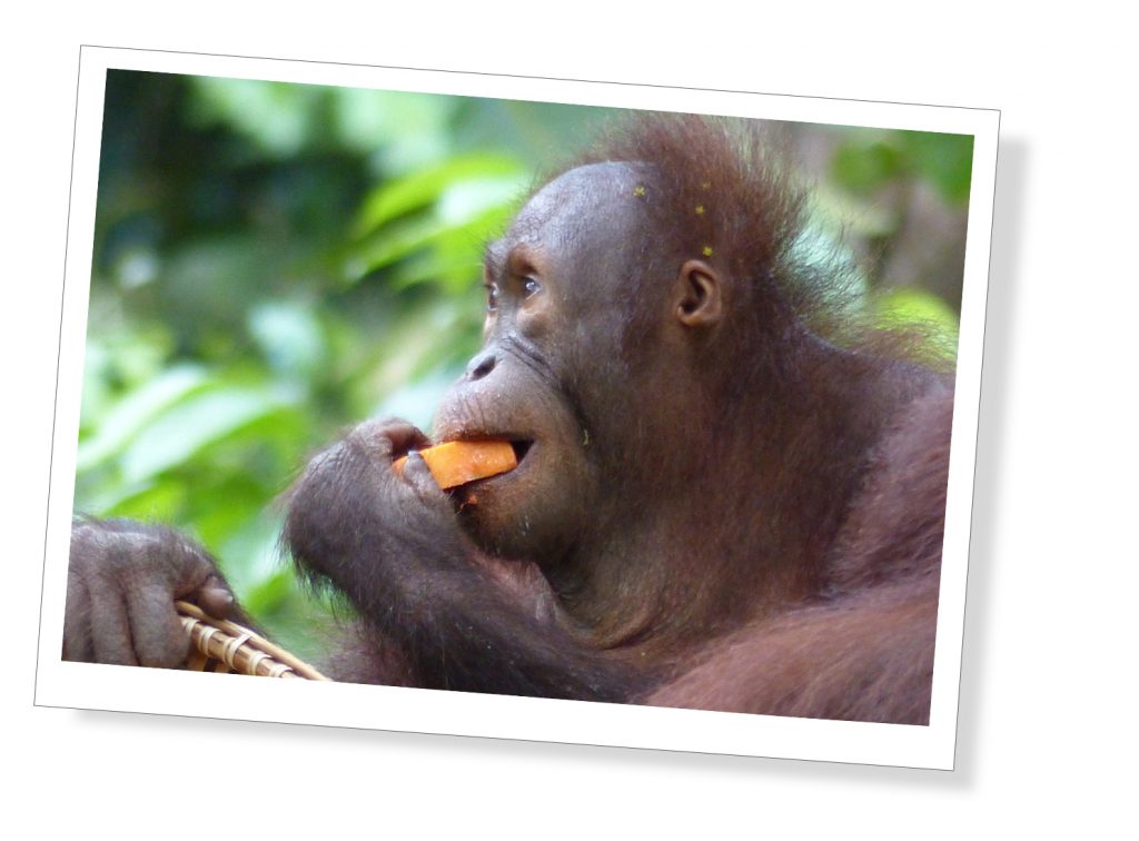 An Orang Utan in Borneo