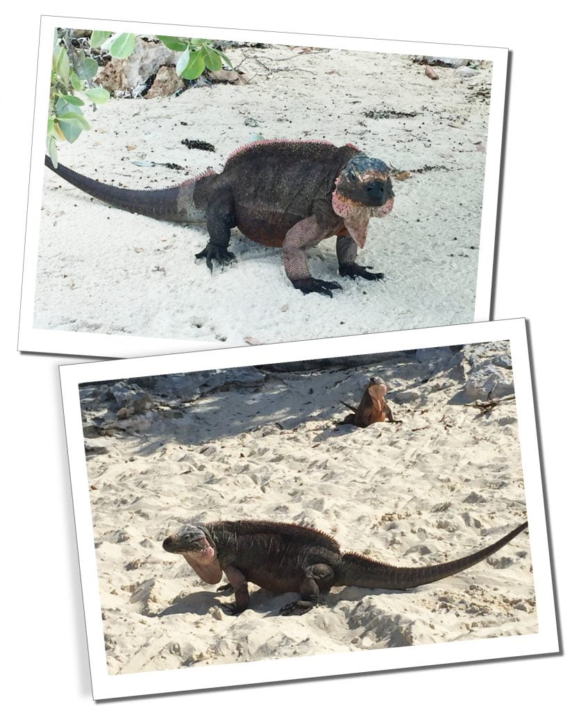 Iguanas on the beach, Allens Cay, Bahamas