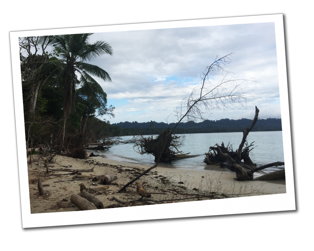 Fallen trees on Cahuita beach, Costa Rica