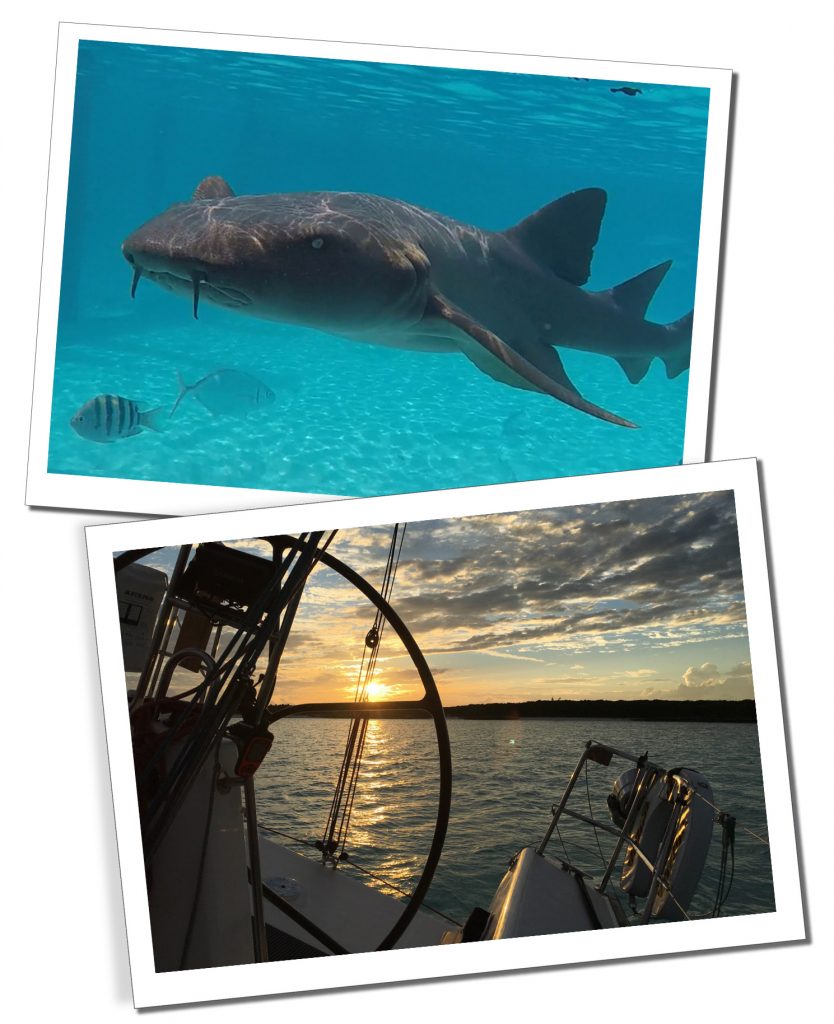 Shark in the sea & view from a boat, Compass Cay, Bahamas