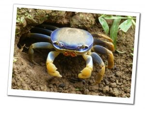Blue and Yellow crab emerging from a hole in Cahuita National Park, Caribbean Coast, Costa Rica