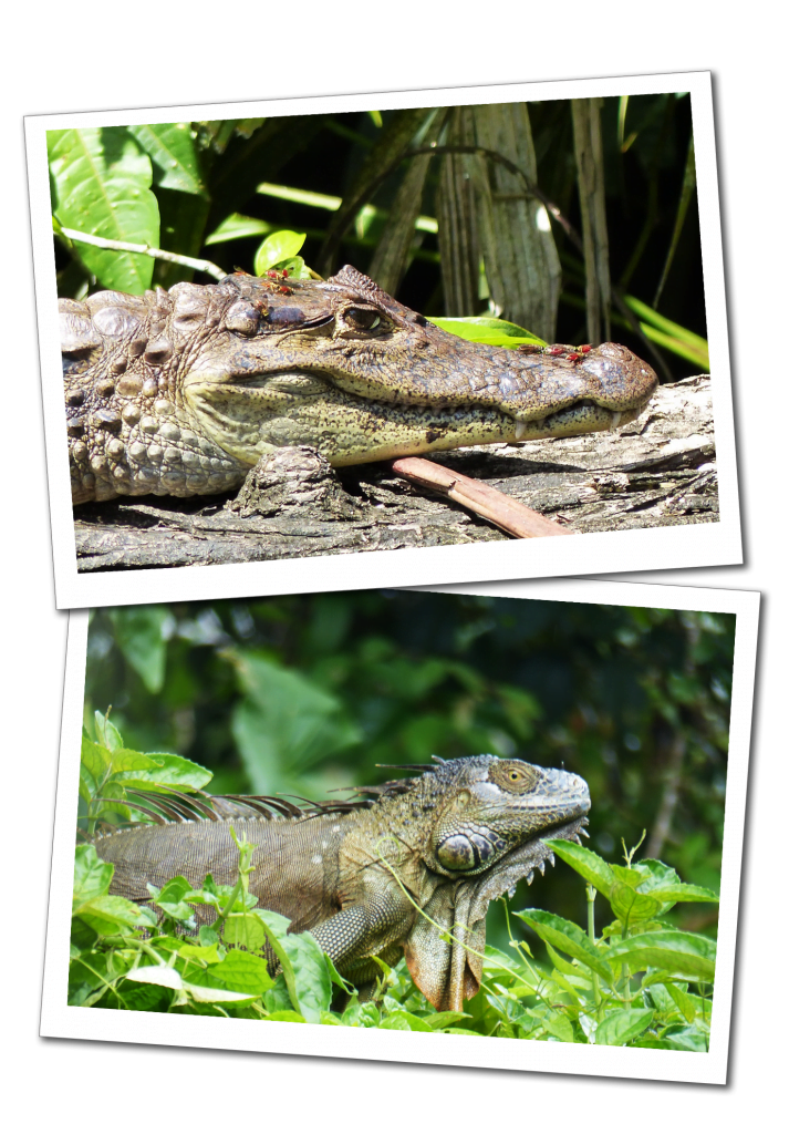 A Crocodile with ants on it's head and an Iguana in green vegetation