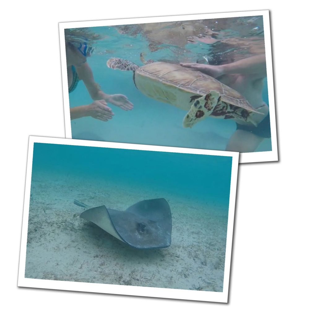 Underwater turtle & Wray at Farmers Cay, Bahamas