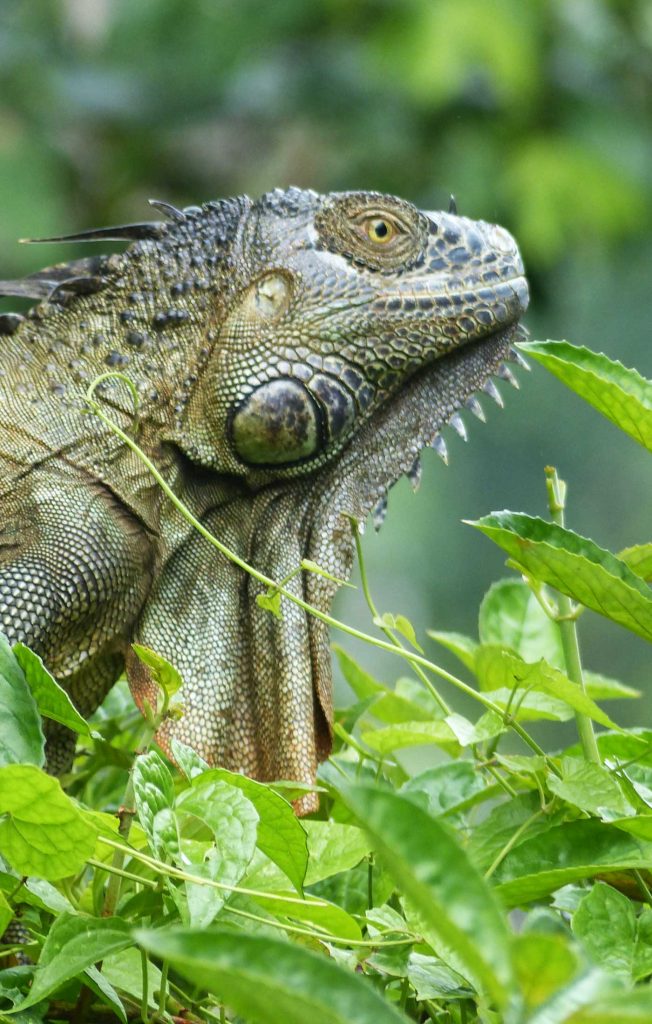 A green iguana side profile amongst green vegetation