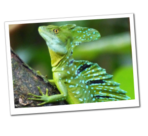 Jesus Lizard (They walk on water) Tortuguero National Park, Costa Rica