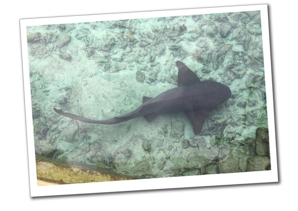 Shark on Sea bed at Staniel Cay