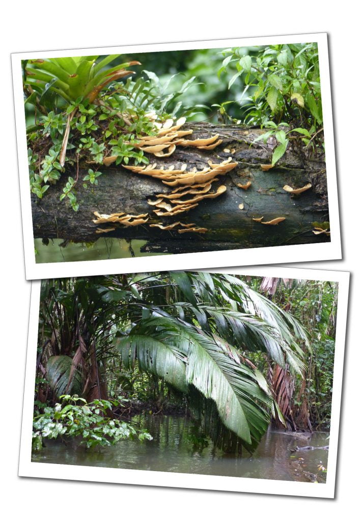 Fungus, water and giant ferns in Tortuguero Park, Costa Rica