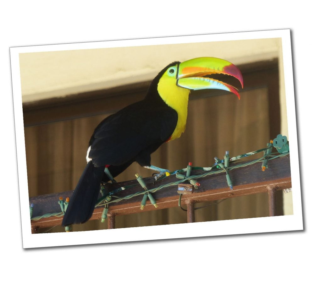 A Toucan