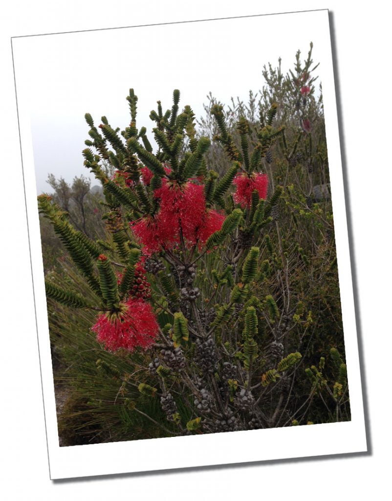 Close up of red flowers, Bluff Knoll