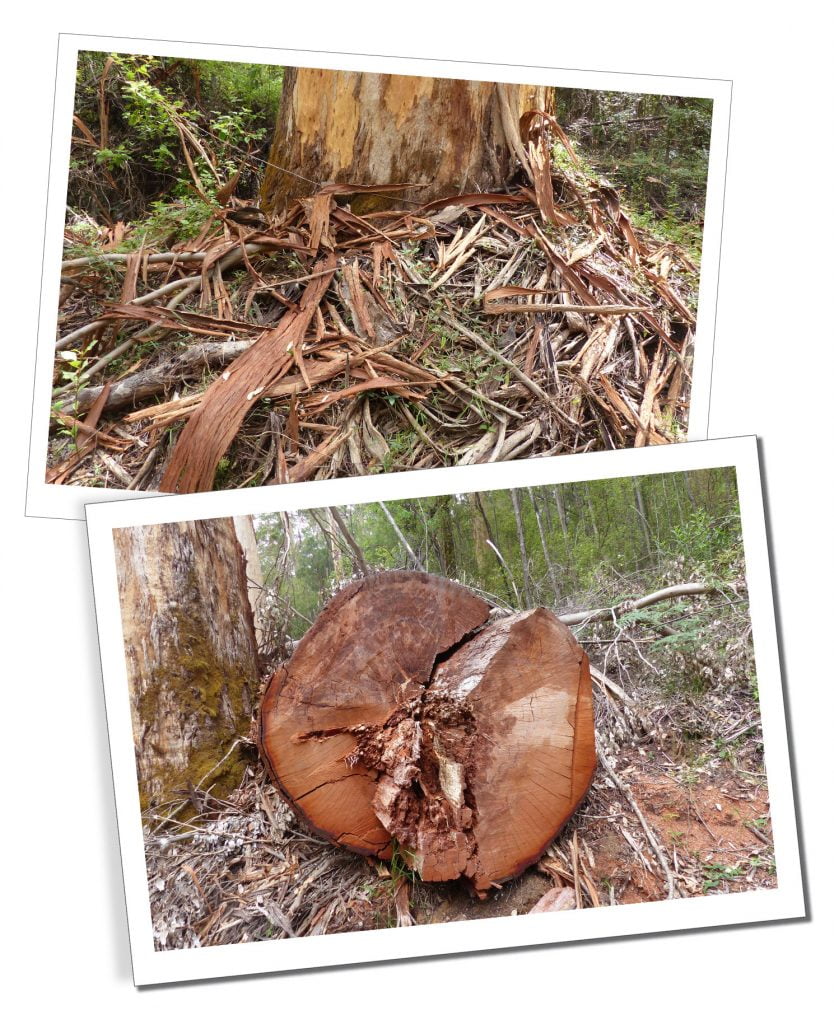 A fallen tree showing it's rings & one standing stripped of bark