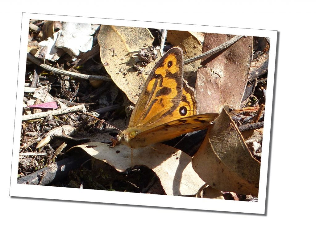 A butterfly sits in the sunshine on fallen leaves