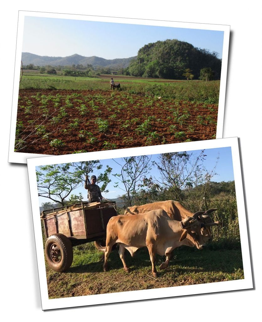 Farmers and Bulls, Viñales, Cuba