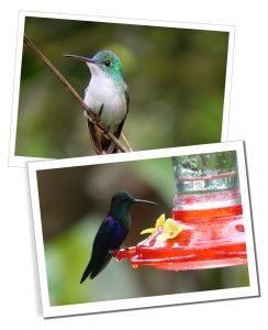 Hummingbirds, Mindo, Ecuador