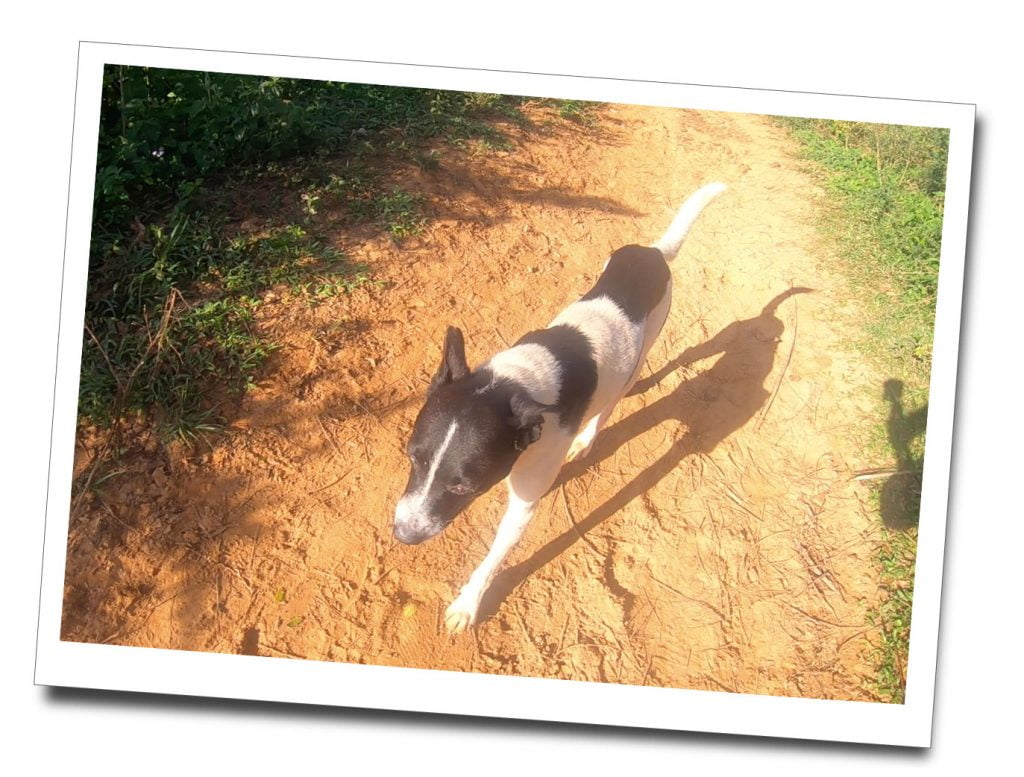 Dog on the Sunrise Hike, Viñales, Cuba