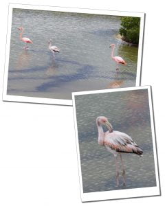 4 Flamingoes, foraging in the water, Santa Cruz How To Choose A Tour Of The Galápagos Islands, Ecuador