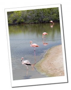 Santa-Cruz-Flamingos