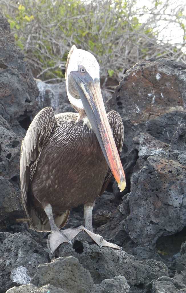 Pelican, Santa Cruz Island