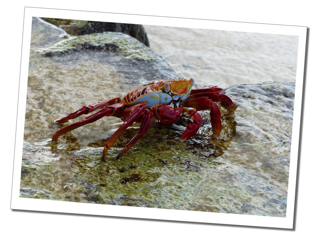 Santa-Cruz-Sally-Lightfoot-Crab, Galápagos Islands, Ecuador.
