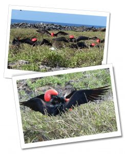 Genovesa Frigate Birds nesting, The Galápagos Islands, The Best 8-Day Boat Tour Of The Galápagos Islands